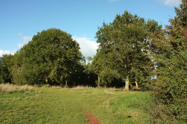 Trees near Watcombe