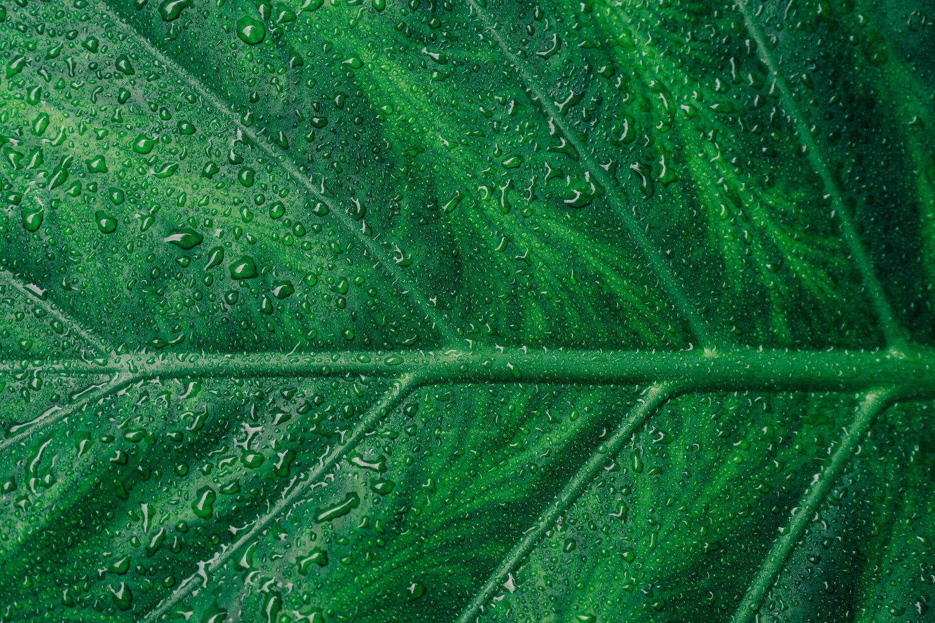 green leaf