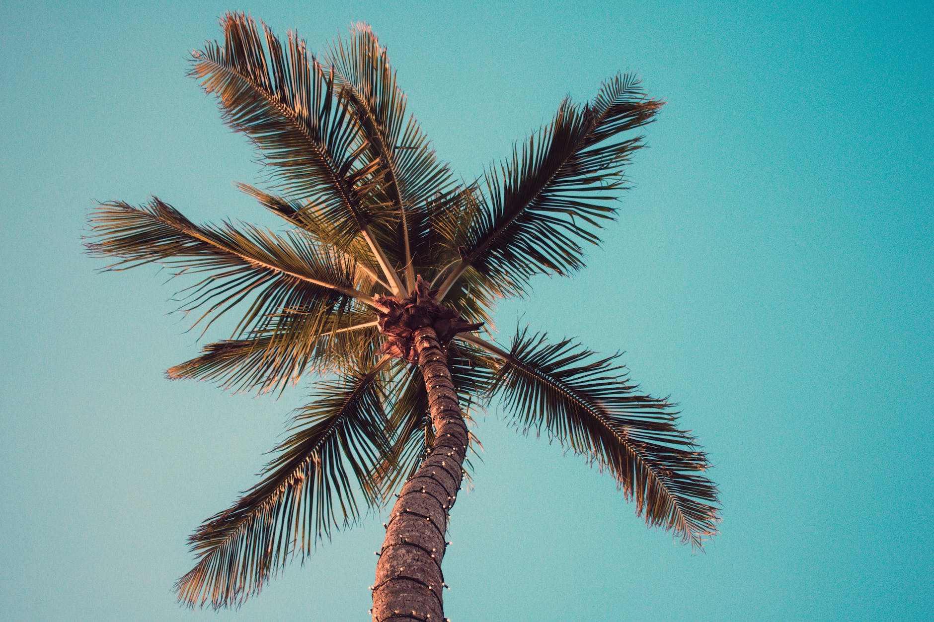 low angle photography of coconut tree