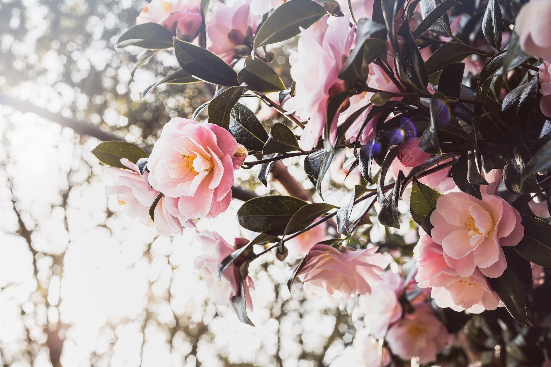 pink camellia flower in bloom