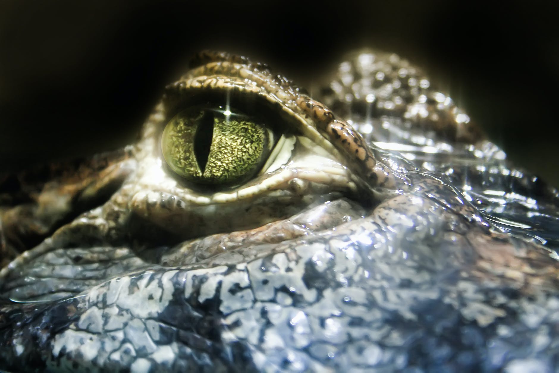 close up photo of crocodile eye