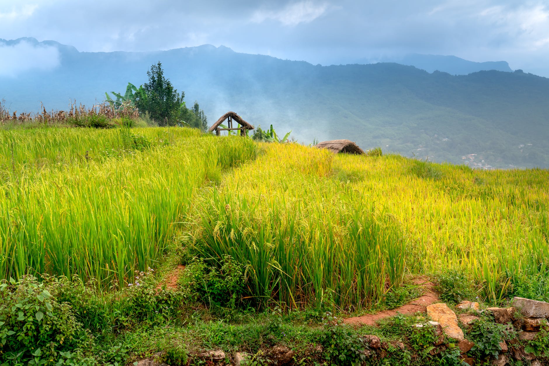 green blades of crops