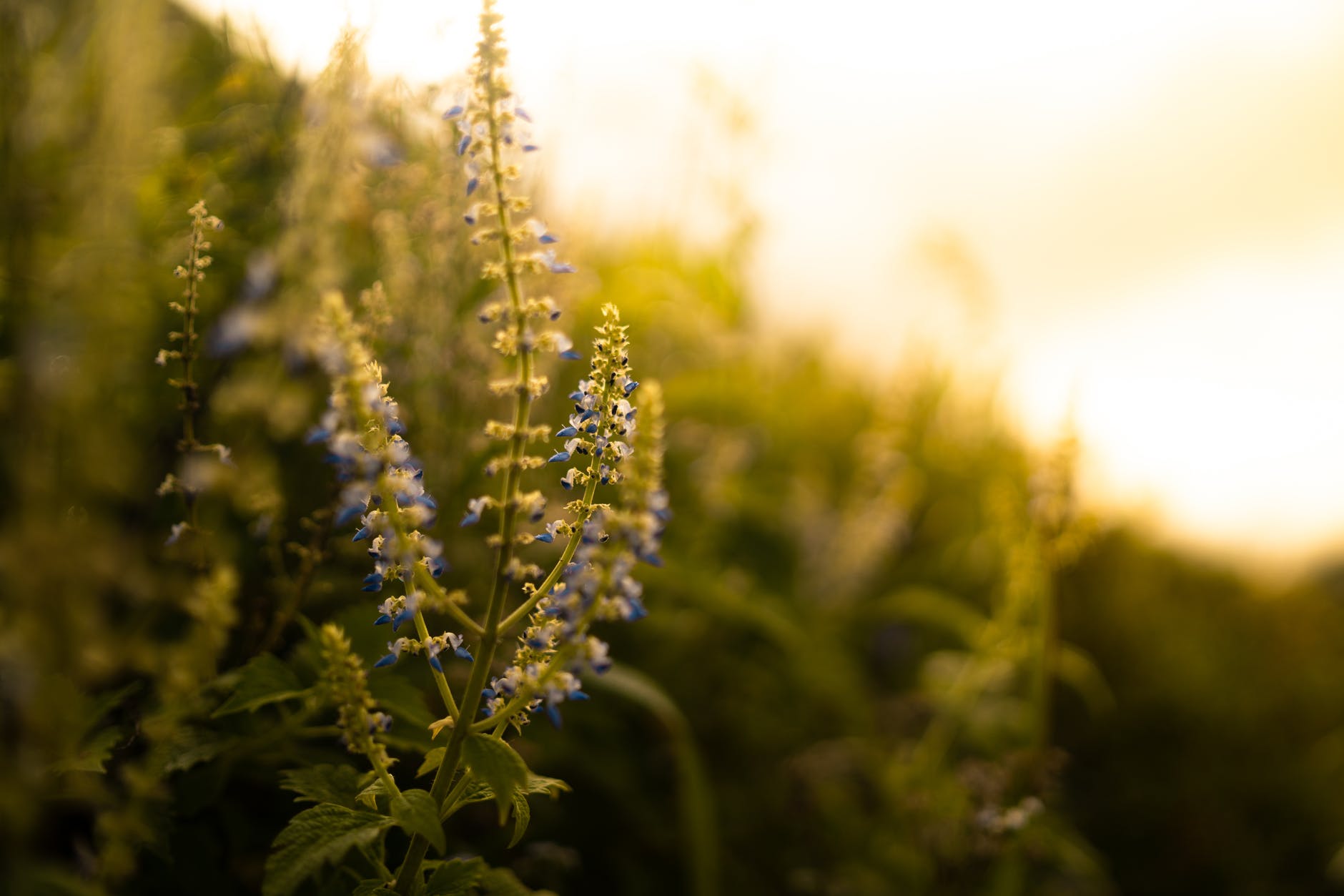 blurred photo of blue bluster flowers