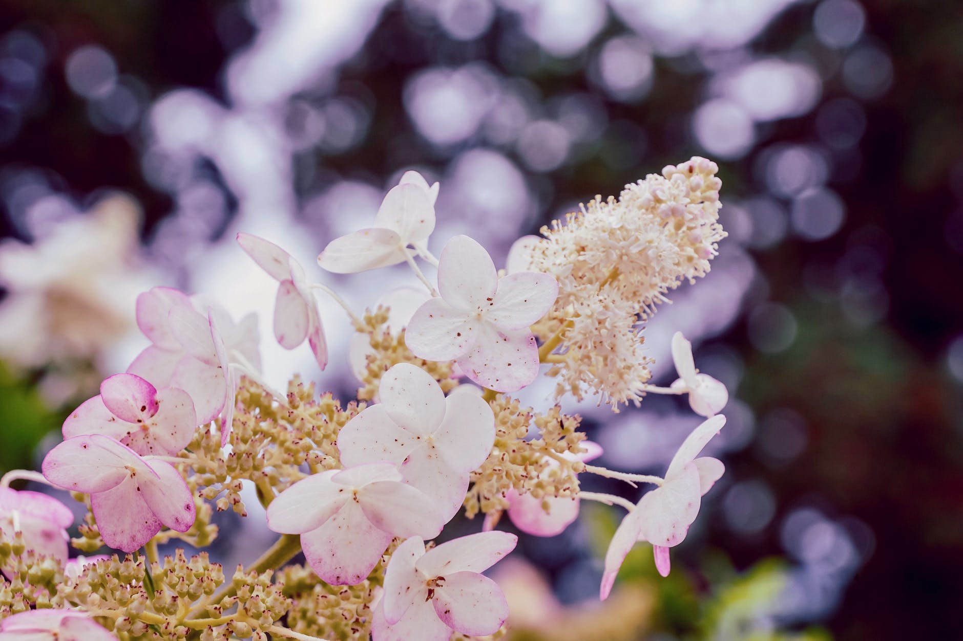 pink flowers