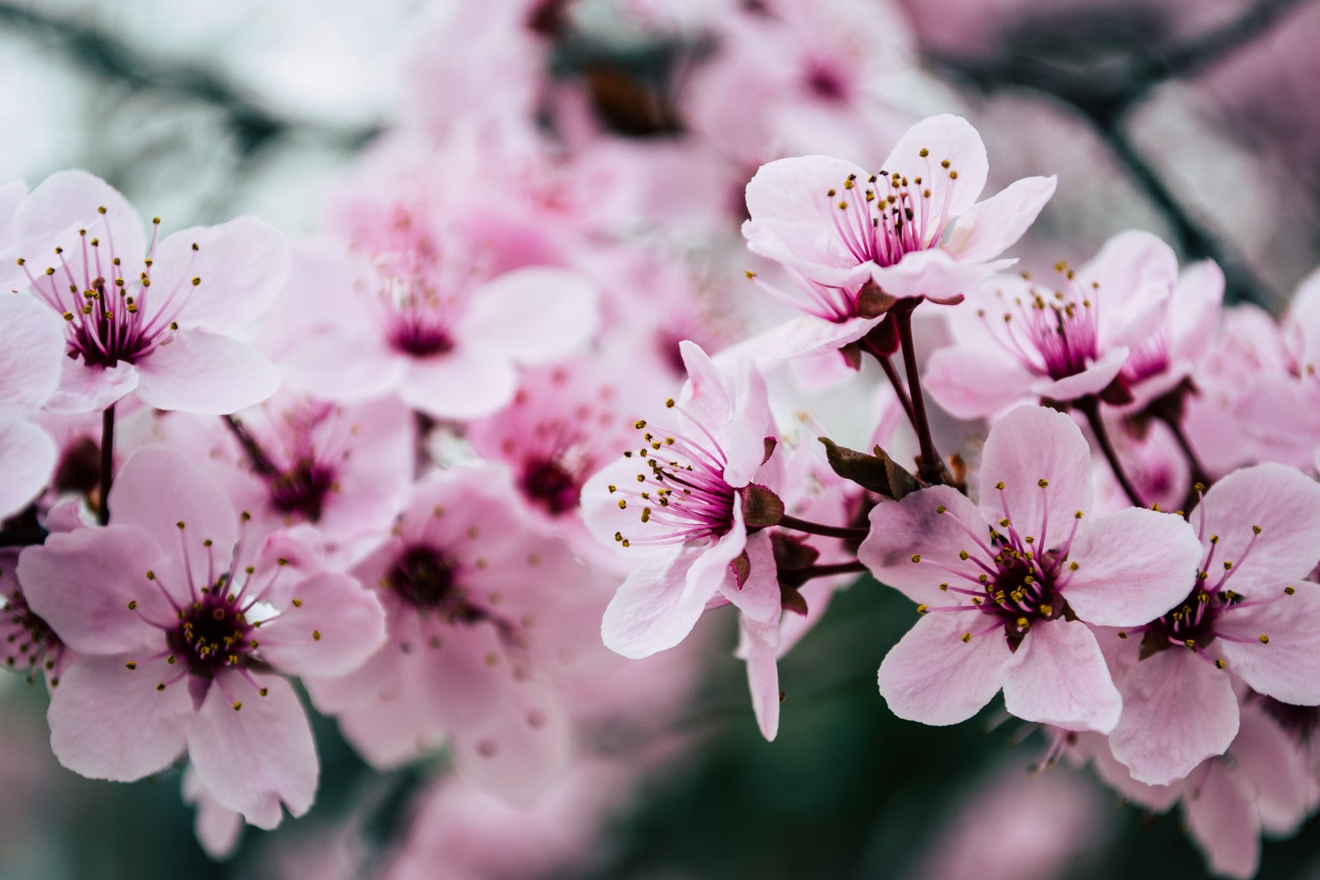 pink petaled flowers closeup photo